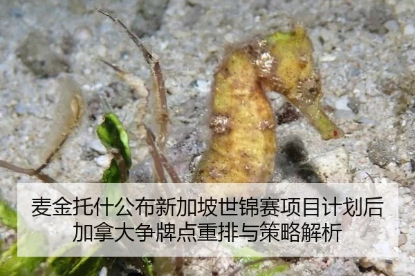 麦金托什公布新加坡世锦赛项目计划后 加拿大争牌点重排与策略解析